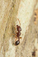 Tetramorium lanuginosum