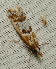 Syntonarcha iriastis