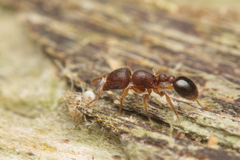 Tetramorium lanuginosum