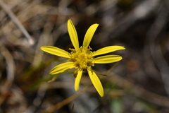 Brachyglottis bellidioides