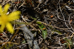 Brachyglottis bellidioides