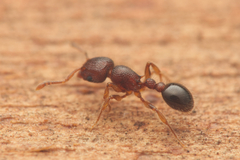 Tetramorium lanuginosum