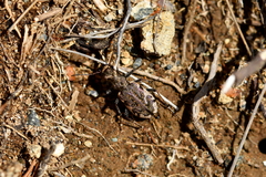 Neocicindela garnerae