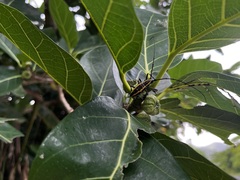 Epepeotes ambigenus formosanus