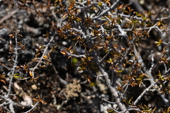 Coprosma cheesemanii