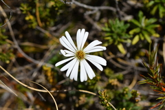 Celmisia walkeri