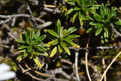 Celmisia walkeri