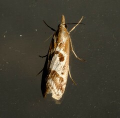 Syntonarcha iriastis