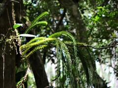 Phlegmariurus phlegmaria