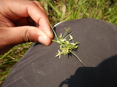 Cyperus sphaerospermus