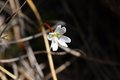 Epilobium pernitens