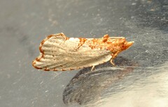 Glyphidoptera polymita
