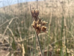 Schoenoplectus scirpoides