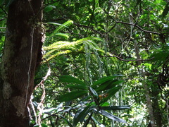 Phlegmariurus phlegmaria