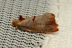 Glyphidoptera insignana