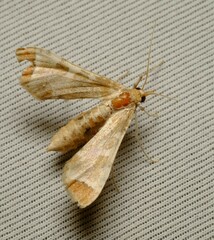 Leucinodes cordalis
