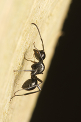 Polyrhachis pilosa