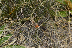 Argyrophenga antipodum