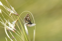 Notoreas paradelpha