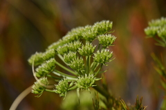 Anisotome haastii