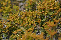 Gleichenia alpina