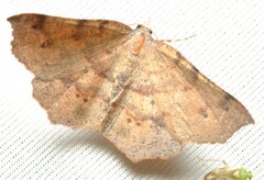 Rhinodia rostraria