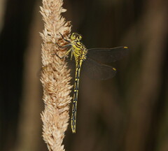 Austrogomphus guerini