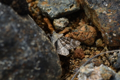 Notoreas paradelpha