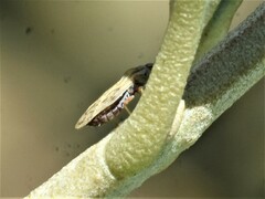 Plerochila australis