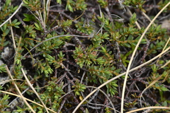 Pimelea oreophila