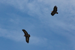 Necrosyrtes monachus