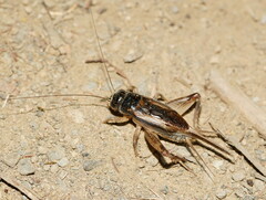 Teleogryllus commodus