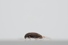 Sepedophilus