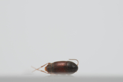 Sepedophilus