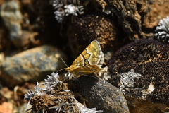 Notoreas paradelpha