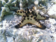 Protoreaster nodosus