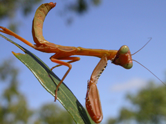 Sphodropoda quinquedens