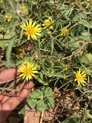 Geigeria burkei