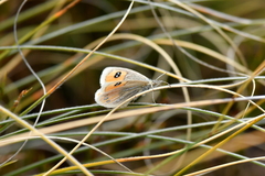 Argyrophenga antipodum