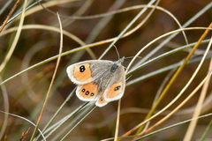 Argyrophenga antipodum