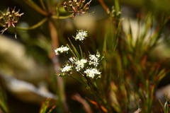Gingidia decipiens