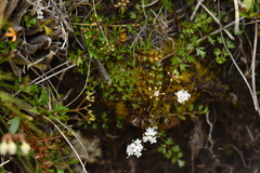 Gingidia decipiens