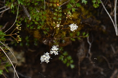 Gingidia decipiens