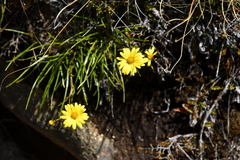 Dolichoglottis lyallii