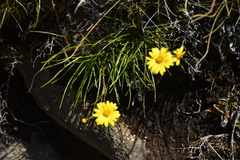 Dolichoglottis lyallii