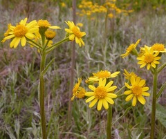 Tephroseris integrifolia