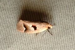 Acanthodela erythrosema