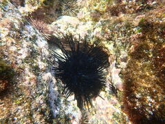 Echinothrix diadema