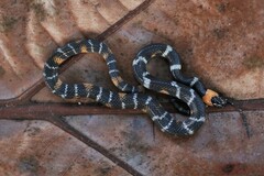 Oxyrhopus melanogenys