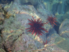 Heterocentrotus mamillatus